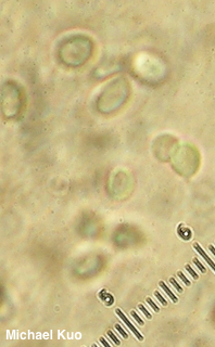 Cystodermella granulosa