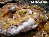 Ganoderma lucidum