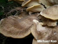 Grifola frondosa