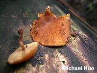 Gymnopilus sapineus