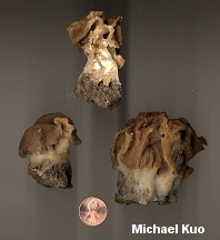 Gyromitra korfii