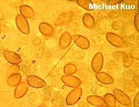 Hebeloma crustuliniforme