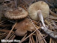 Inocybe lacera