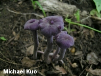 Laccaria amethystina