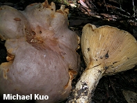 Lactarius argillaceifolius
