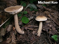 Lactarius fumosus