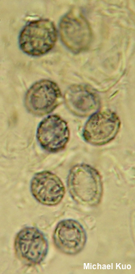 Lactarius olivinus