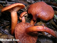 Lactarius rubidus