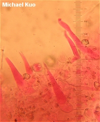 Macrocystidia cucumis