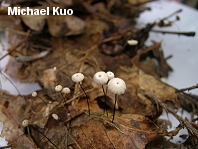 Marasmius capillaris