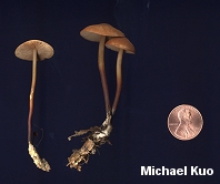 Marasmius cohaerens