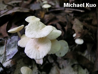 Marasmius delectans