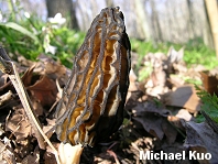 Black Morel