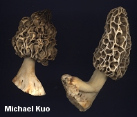 Yellow Morel