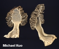 Yellow Morel