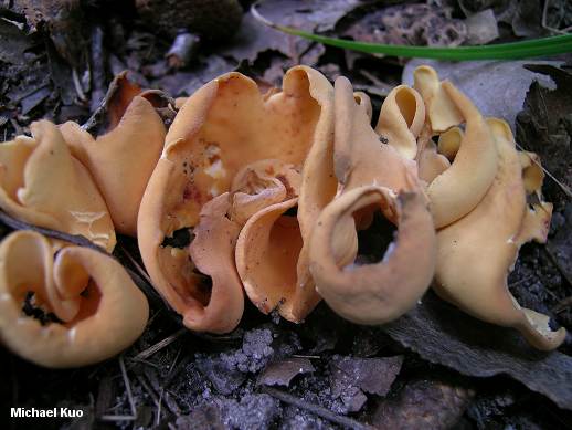  /></p>
<p><i>Otidea onotica</i> (above) is also a saprobic cup fungi. It can be distinguished from <i>A. aurantia</i> because of it’s lighter, duller color and because <i>O. onotica</i> has much smaller spores with no projections on them.</p>
<p><i>Sowerbyella rhenana</i> (below) is also a similar looking saprobic cup fungi. However, just by noting that <i>S. rhenana</i> has a stem and <i>A. aurantia</i> does not, they can be distinguished from one another.</p>
<p><img src=
