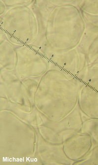 Phallus rubicundus