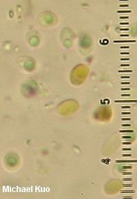 Phlebia coccineofulva