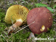 Phylloporus leucomycelinus