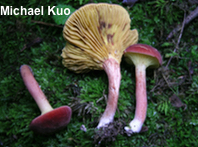 Phylloporus leucomycelinus