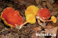 Phylloporus leucomycelinus