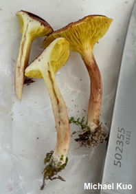 Phylloporus leucomycelinus