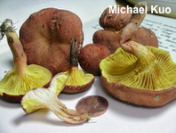 Phylloporus leucomycelinus