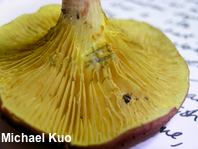 Phylloporus leucomycelinus