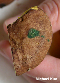 Phylloporus leucomycelinus