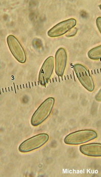 Phylloporus leucomycelinus