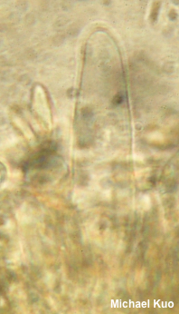 Phylloporus leucomycelinus