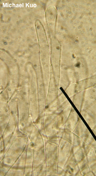 Phylloporus leucomycelinus