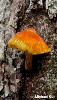 Pluteus aurantiorugosus