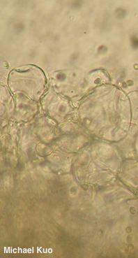 Pluteus aurantiorugosus