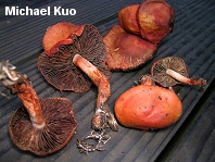 Stropharia aurantiaca