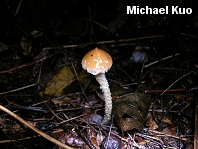 Stropharia thrausta