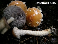Stropharia thrausta