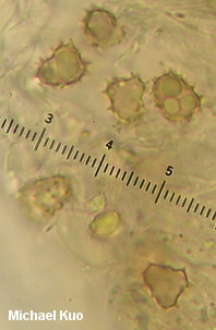 Thelephora terrestris