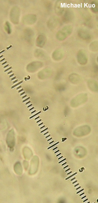 Tricholoma argyraceum