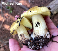 Tricholoma equestre