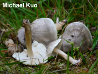 Tricholoma saponaceum