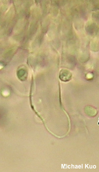 Tricholoma sejunctum