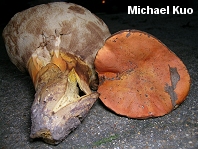 Tylopilus ballouii
