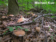 Tylopilus rubrobrunneus