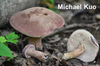 Tylopilus rubrobrunneus