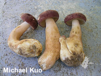 Tylopilus rubrobrunneus