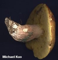 Xanthoconium separans