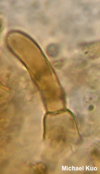 Xerocomellus chrysenteron