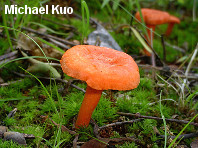 Cantharellus cinnabarinus