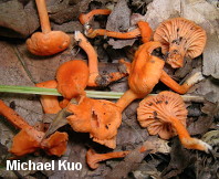 Cantharellus cinnabarinus